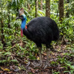 Aves que preservam marcas dos dinossauros