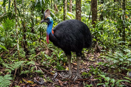 Aves que preservam marcas dos dinossauros