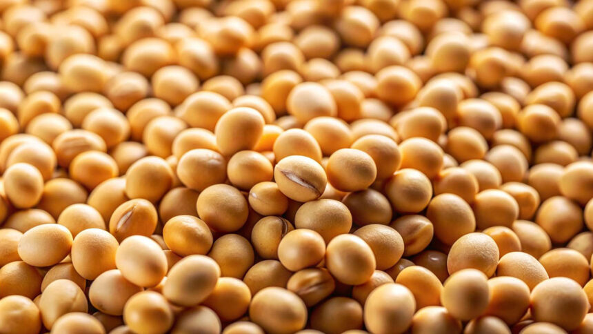 Soja: uma jornada milenar de nutrição