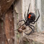 Por que a viúva-negra devora o macho?