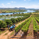 A história da fruticultura no Vale do São Francisco
