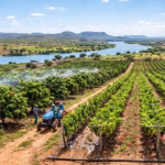 A história da fruticultura no Vale do São Francisco