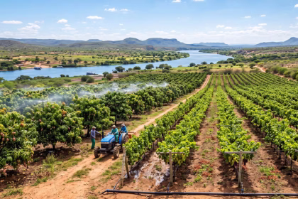 A história da fruticultura no Vale do São Francisco
