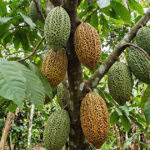 Conheça o macambo, primo do cacau