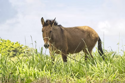 Por que animais híbridos não se reproduzem?