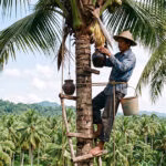 Açúcar de coco: como é feito e quais os benefícios?
