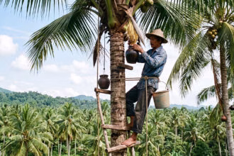 Açúcar de coco: como é feito e quais os benefícios?