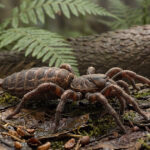 Aranhas na pré-história: quando surgiram as teias?