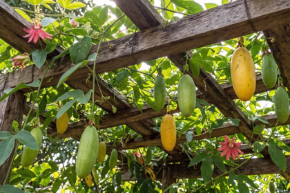 5 frutas nativas da Bolívia e seus sabores