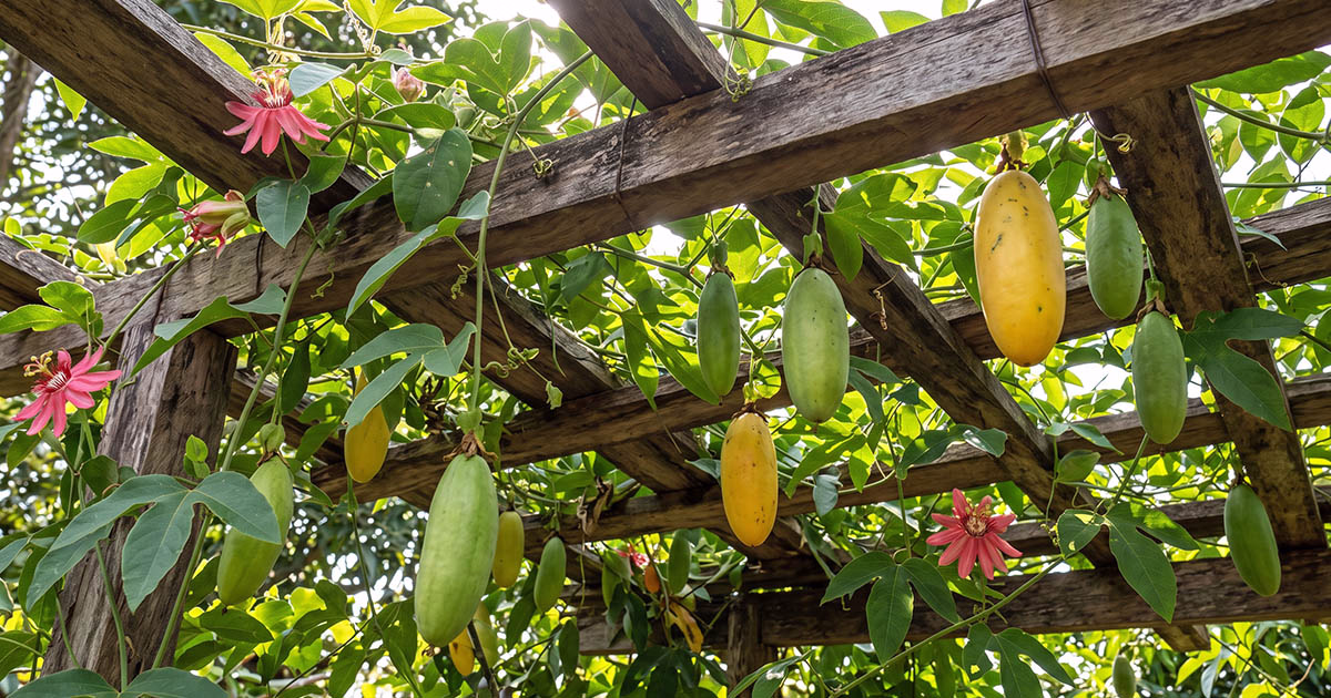 5 frutas nativas da Bolívia e seus sabores