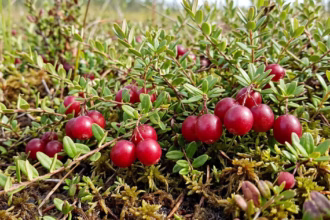 5 principais frutas do Canadá e seus sabores