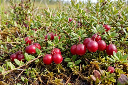 5 principais frutas do Canadá e seus sabores
