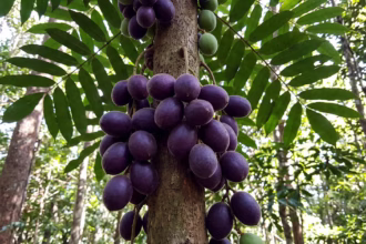 5 frutas exóticas da Austrália e seus sabores