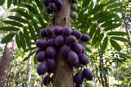 5 frutas exóticas da Austrália e seus sabores