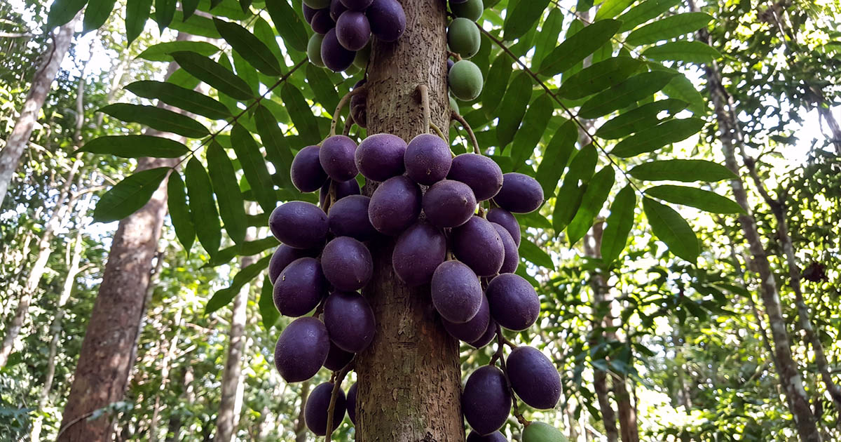 5 frutas exóticas da Austrália e seus sabores