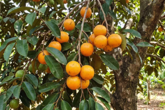 5 frutas nativas da Nigéria e seus sabores