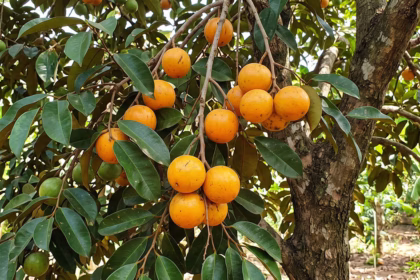 5 frutas nativas da Nigéria e seus sabores