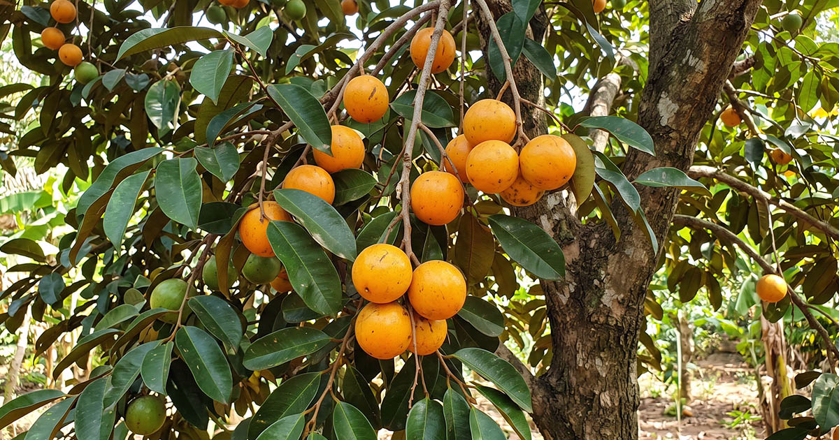 5 frutas nativas da Nigéria e seus sabores