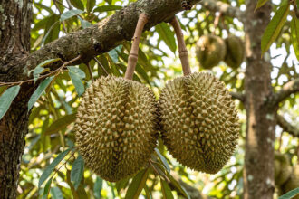 5 frutas da Indonésia e seus sabores