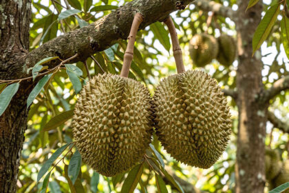 5 frutas da Indonésia e seus sabores