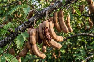 Tamarindo: origem, benefícios e história no Brasil