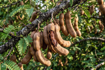 Tamarindo: origem, benefícios e história no Brasil