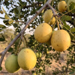5 frutas nativas da África do Sul e seus sabores