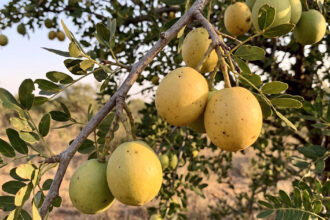 5 frutas nativas da África do Sul e seus sabores