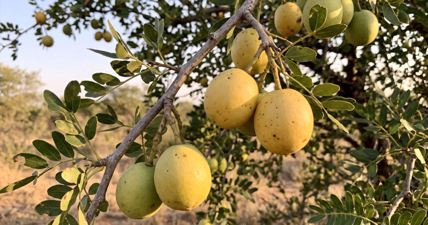 5 frutas nativas da África do Sul e seus sabores
